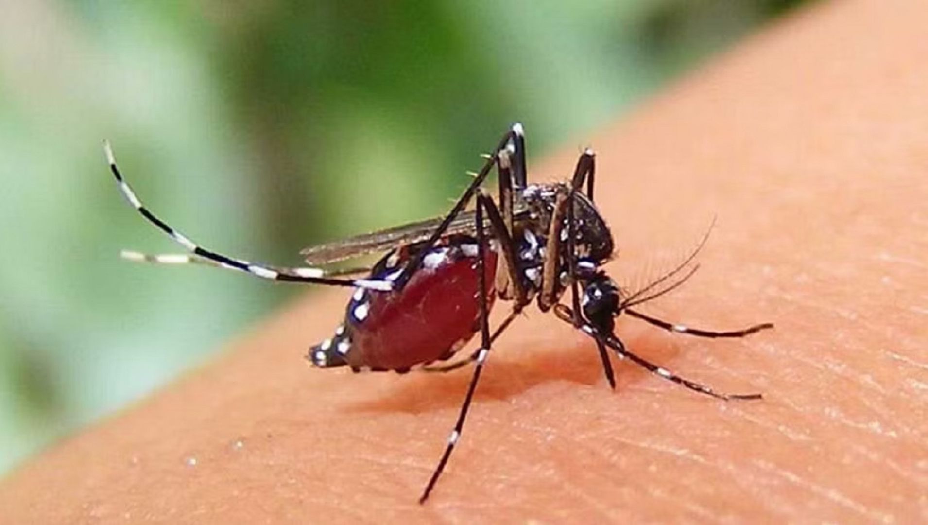 আজও ডেঙ্গুতে ৫ জনের মৃত্যু, হাসপাতালে ভর্তি ৩১১